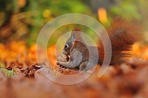 Red squirrel with walnut on the orange leafs