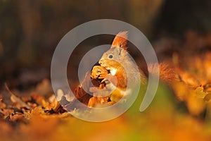 Red squirrel with walnut on the orange leafs