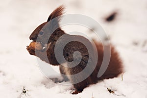 Red squirrel with walnut on the winter snowy background. Close up shot of gorgeous winter squirrel