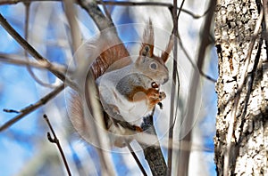 Red squirrel in the wild