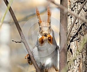 Red squirrel in the wild