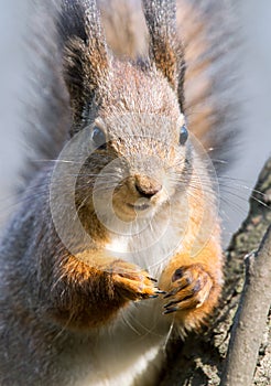 Red squirrel in winter forest