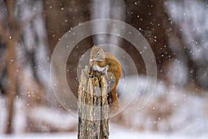 Red squirrel in winter getting off the ground