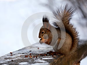 Red squirrel in winter park