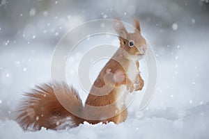 Red squirrel in winter snow