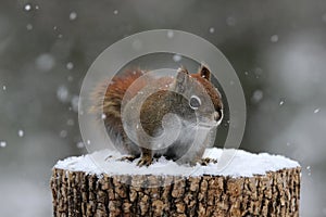 Red Squirrel in Winter Snow