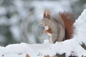 Red squirrel winter snow Sciurus vulgaris eurasian frost snowy cute darling forest meadow animal red rusty in nature