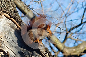 Red squirrel in the woods.