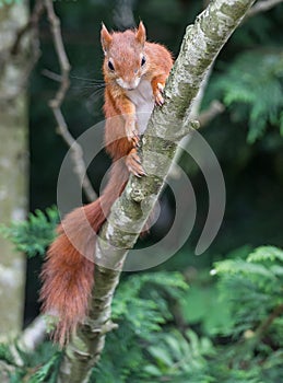 Red Squirrel