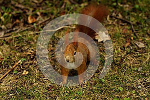 Red squirrel in the woods