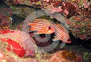 Red squirrelfish