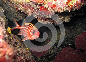 Red squirrelfish