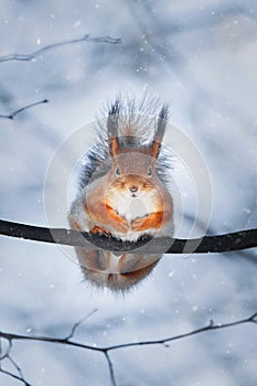 red squirrels eating nut on wooden stump