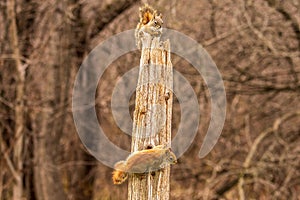 Red Squirrels having a squabble over the post photo