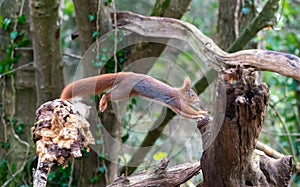 Red Squirrels juming around a feeder in the woods