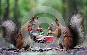 Red squirrels near the small shopping cart with nuts