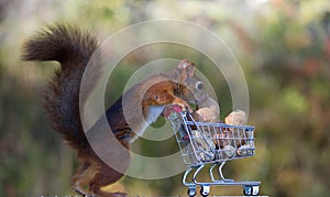 Red squirrels with shopping cart photo