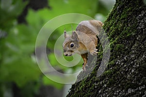 The red squrrel (sciurus vulgaris) looks at human and thinks what to do