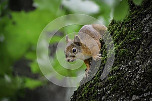 The red squrrel (sciurus vulgaris) looks at human and thinks what to do