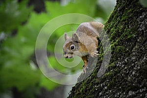 The red squrrel (sciurus vulgaris) looks at human and thinks what to do