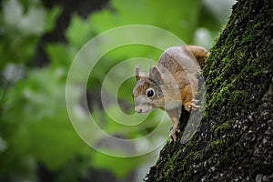 The red squrrel (sciurus vulgaris) looks at human and thinks what to do