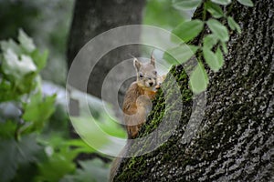 The red squrrel (sciurus vulgaris) looks at human and thinks what to do