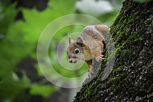 The red squrrel (sciurus vulgaris) looks at human and thinks what to do