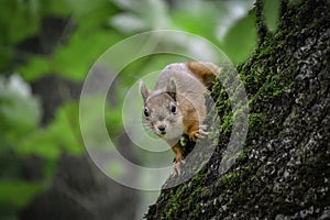 The red squrrel (sciurus vulgaris) looks at human and thinks what to do