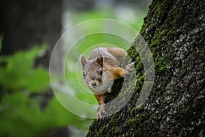 The red squrrel (sciurus vulgaris) looks at human and thinks what to do