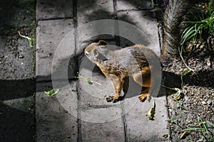 The red squrrel (sciurus vulgaris) runs on a ground trying to find some food to hide