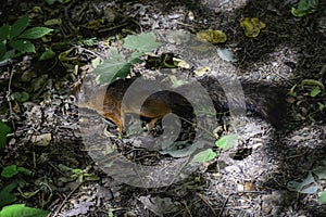 The red squrrel (sciurus vulgaris) runs trying to find some food to hide