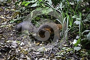 The red squrrel (sciurus vulgaris) runs trying to find some food to hide