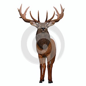 Red Stag Bull