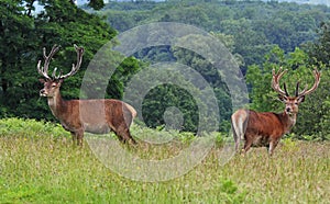 Red Stag Deer in an English Park