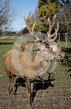 Red Stag Deer New Zealand