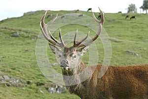 Red stag head with antlers rutting.