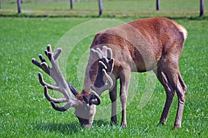 Red stag with an impressive set of antlers