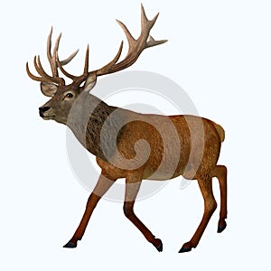 Red Stag Running