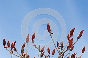 Red Staghorn Sumac