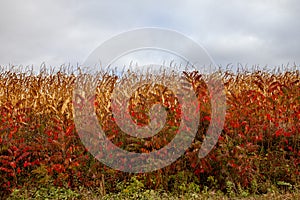 Red Staghorn Sumac in front of cornstalks ready for harvest in Wisconsin