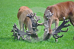 Red stags with impressive antlers