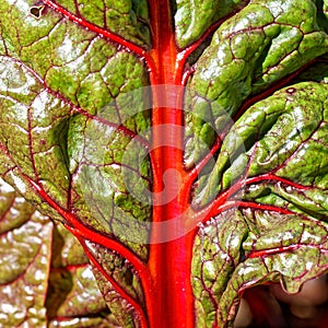 Red stalk and veins in green leaf of Silverbeet vegetable, macro image