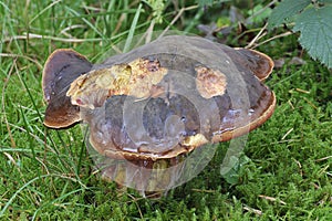 Red-stalked Boletus