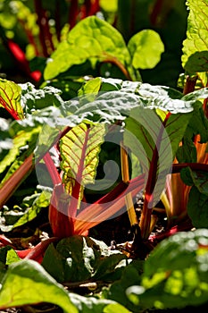 Red stalked chard growing in the vegetable garden at Babylonstoren, South Africa. Sunlight shines through the leaves.