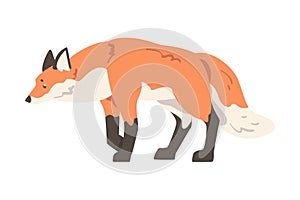 Red Stalking Fox, Wild Predator Forest Mammal Animal Cartoon Vector Illustration