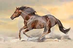 Red stallion gallops