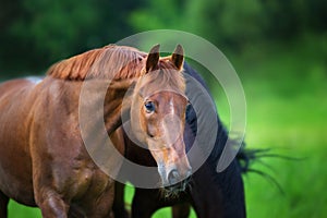 Red stallion portrait