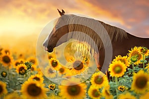 Red stallion portrait in sunflowers