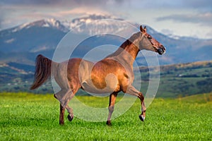 Red stallion trotting