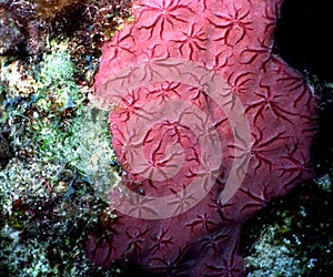 Red star coral detail